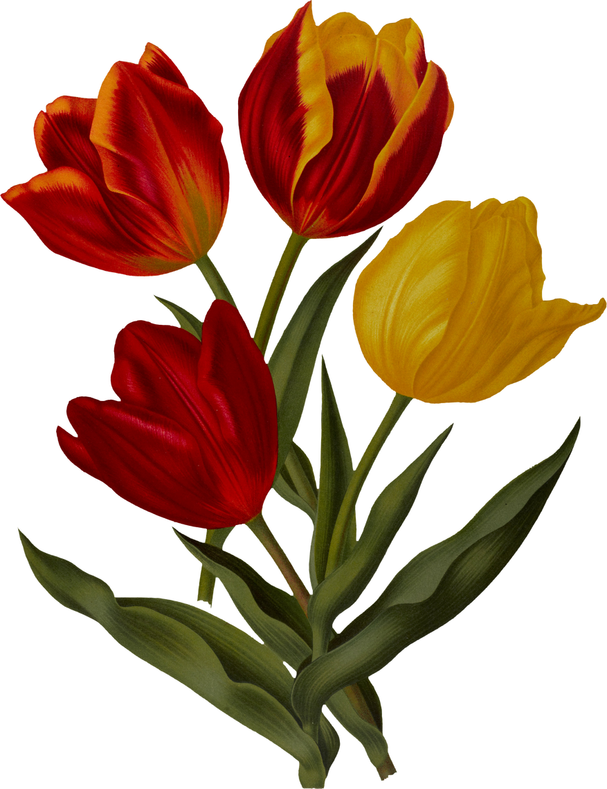 Red tulip flower