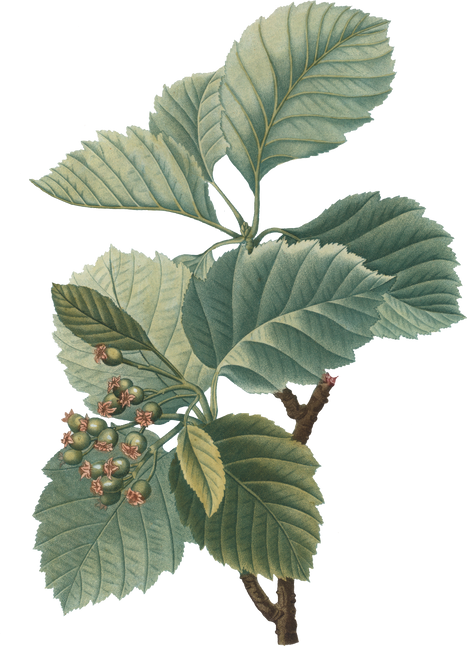 Plant Leaves Illustration