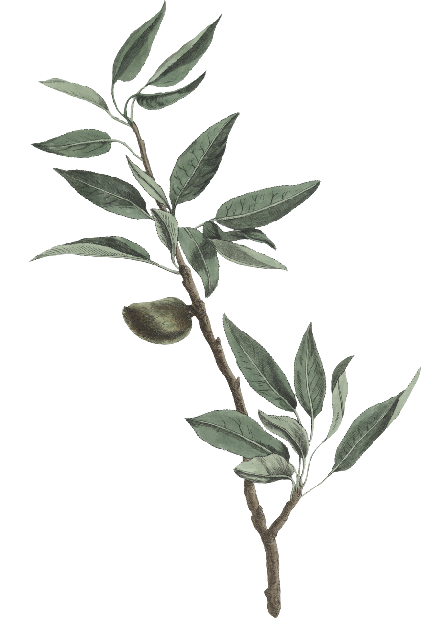 Plant Leaves Illustration
