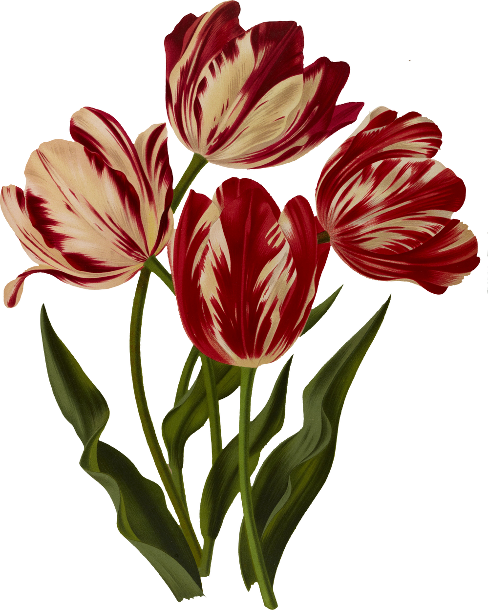 Rose tulip flower